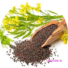 Mustard seeds கடுகு (Kadugu) 250 gram Premium best quality only